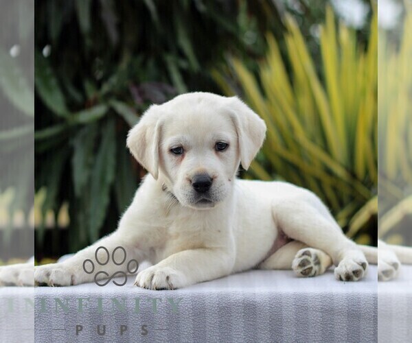 Medium Photo #5 Labrador Retriever Puppy For Sale in GORDONVILLE, PA, USA