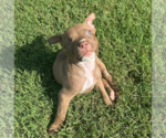 Small #4 Bullboxer Pit
