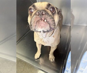 French Bulldog Dogs for adoption in Riverside, CA, USA