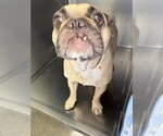HONEY - Female French Bulldog Dog for Adoption - Small photo