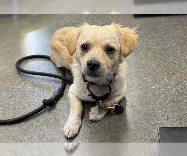 Medium Photo #1 Chihuahua Puppy For Sale in Redwood City, CA, USA