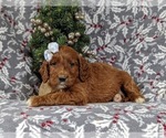 Small Photo #5 Irish Setter-Poodle (Miniature) Mix Puppy For Sale in BIRD IN HAND, PA, USA