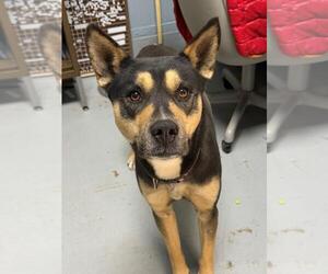 German Shepherd Dog Dogs for adoption in Tulsa, OK, USA