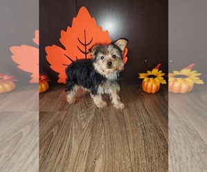 Yorkshire Terrier Puppy for sale in LAPEER, MI, USA