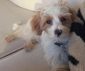 Maltipoo (Toy) Puppy for Sale in MADISON, Wisconsin USA