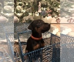 Small Photo #2 Doberman Pinscher Puppy For Sale in EDGEWOOD, NM, USA
