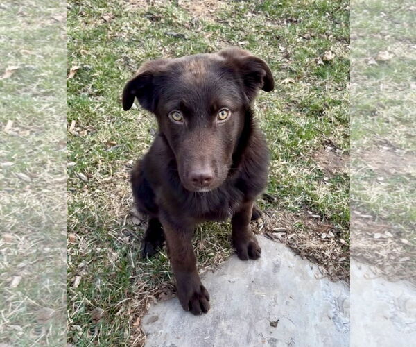 Medium Photo #4 Anatolian Shepherd-Labrador Retriever Mix Puppy For Sale in Omaha, NE, USA