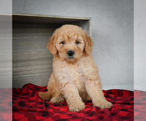 Goldendoodle Puppy for sale in ITASCA, TX, USA