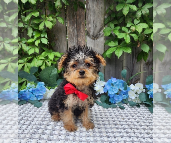 Medium Photo #2 Yorkshire Terrier Puppy For Sale in INDIANAPOLIS, IN, USA