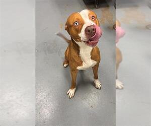 American Pit Bull Terrier-Unknown Mix Dogs for adoption in Peoria, IL, USA