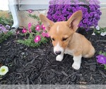Small #3 Pembroke Welsh Corgi