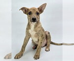 Small #3 Australian Shepherd Mix