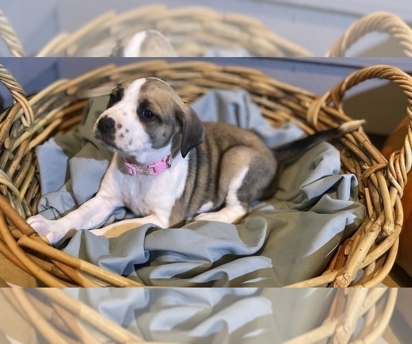 Medium Photo #15 Mutt Puppy For Sale in GRIFFIN, GA, USA