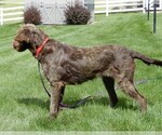 Small Photo #1 Miniature Labradoodle Puppy For Sale in MILLERSBURG, OH, USA