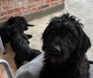 Double Doodle Puppy for sale in BEAUMONT, TX, USA