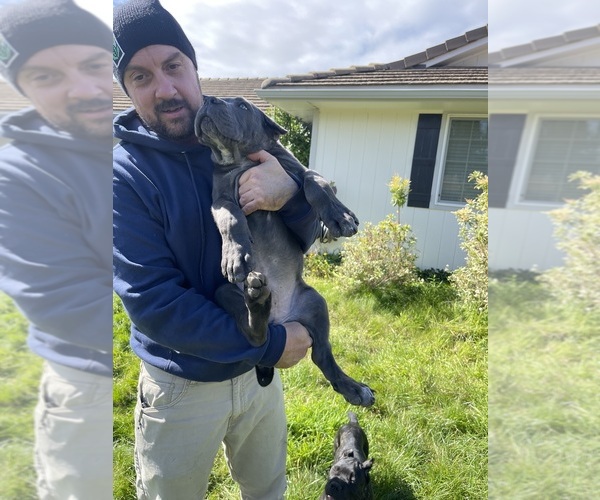 Medium Photo #6 Cane Corso Puppy For Sale in KEIZER, OR, USA