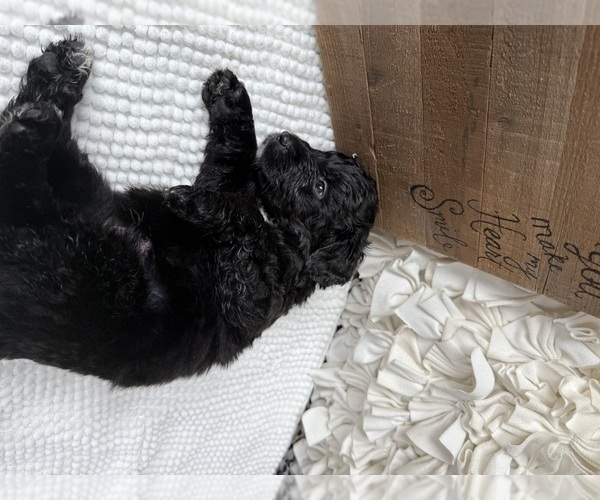 Medium Photo #14 Bernedoodle Puppy For Sale in BELMONT, NC, USA