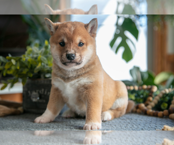 Medium Photo #3 Shiba Inu Puppy For Sale in SHILOH, OH, USA