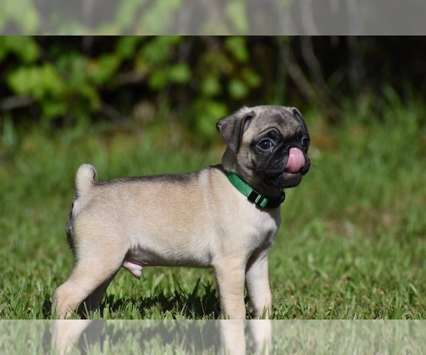 Medium Photo #2 Pug Puppy For Sale in PALM COAST, FL, USA