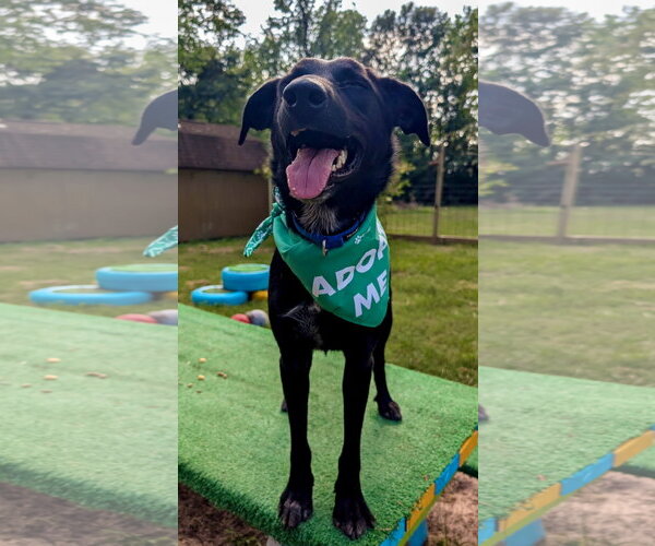 Medium Photo #3 Labrador Retriever Puppy For Sale in The Woodlands, TX, USA