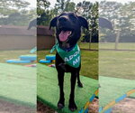 Small #2 Labrador Retriever