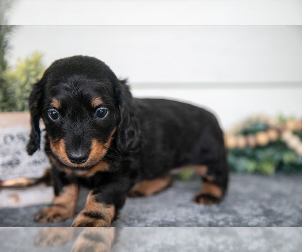Medium Photo #3 Dachshund Puppy For Sale in BREMEN, IN, USA