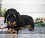 Small #2 Dachshund