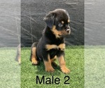 Small Photo #7 Rottweiler Puppy For Sale in MIRA LOMA, CA, USA