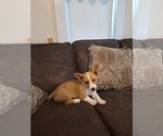Small Photo #58 Pembroke Welsh Corgi Puppy For Sale in SHILOH, OH, USA