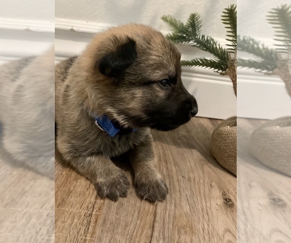 Medium Photo #1 Malinois Puppy For Sale in CORONA, CA, USA