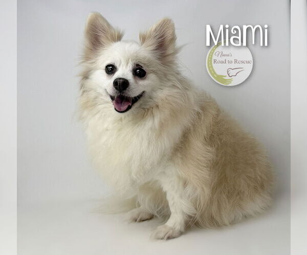 Medium Photo #2 Pomeranian Puppy For Sale in Benton, LA, USA