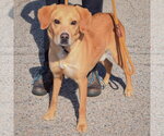 Small Photo #2 Mutt Puppy For Sale in Huntley, IL, USA