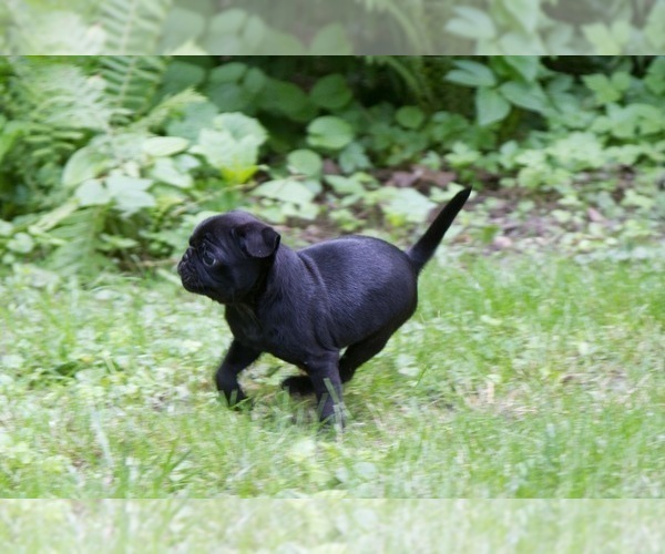 Medium Photo #7 Pug Puppy For Sale in HANNA CITY, IL, USA