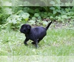Small Photo #7 Pug Puppy For Sale in HANNA CITY, IL, USA