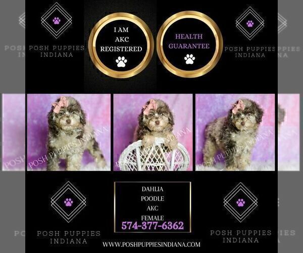 Medium Photo #101 Poodle (Miniature) Puppy For Sale in WARSAW, IN, USA
