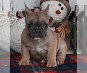 French Bulldog Puppy for sale in FREDERICKSBURG, OH, USA