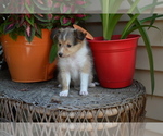 Small Photo #1 Shetland Sheepdog Puppy For Sale in GREENWOOD, WI, USA