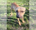 Small #1 American Pit Bull Terrier Mix