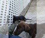 Small #7 American Rat Pinscher