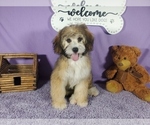 Puppy Ariel Bernedoodle (Miniature)