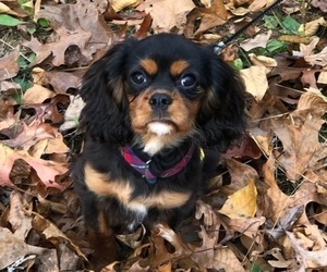 Cavalier King Charles Spaniel Puppy for sale in CLEVELAND, TN, USA