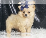 Small #4 Pomeranian