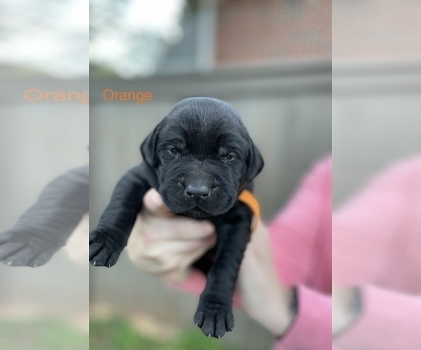 Medium Photo #1 Labrador Retriever Puppy For Sale in GILBERT, SC, USA