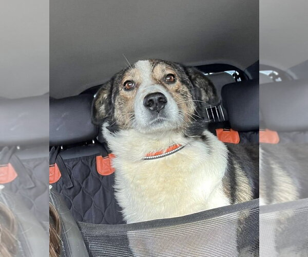 Medium Photo #1 Beagle-Unknown Mix Puppy For Sale in Rockaway, NJ, USA