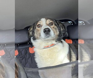 Beagle-Unknown Mix Dogs for adoption in Rockaway, NJ, USA