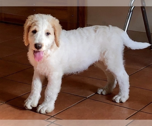 Medium Photo #6 Goldendoodle-Poodle (Standard) Mix Puppy For Sale in BATON ROUGE, LA, USA