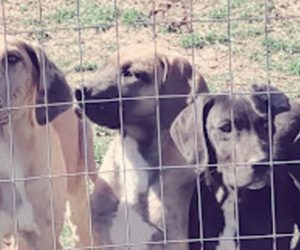 Great Dane Puppy for sale in LURAY, VA, USA