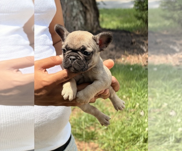 Medium Photo #2 French Bulldog Puppy For Sale in DECATUR, GA, USA