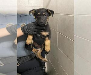 German Shepherd Dog Dogs for adoption in Stockton, CA, USA