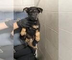 Small German Shepherd Dog